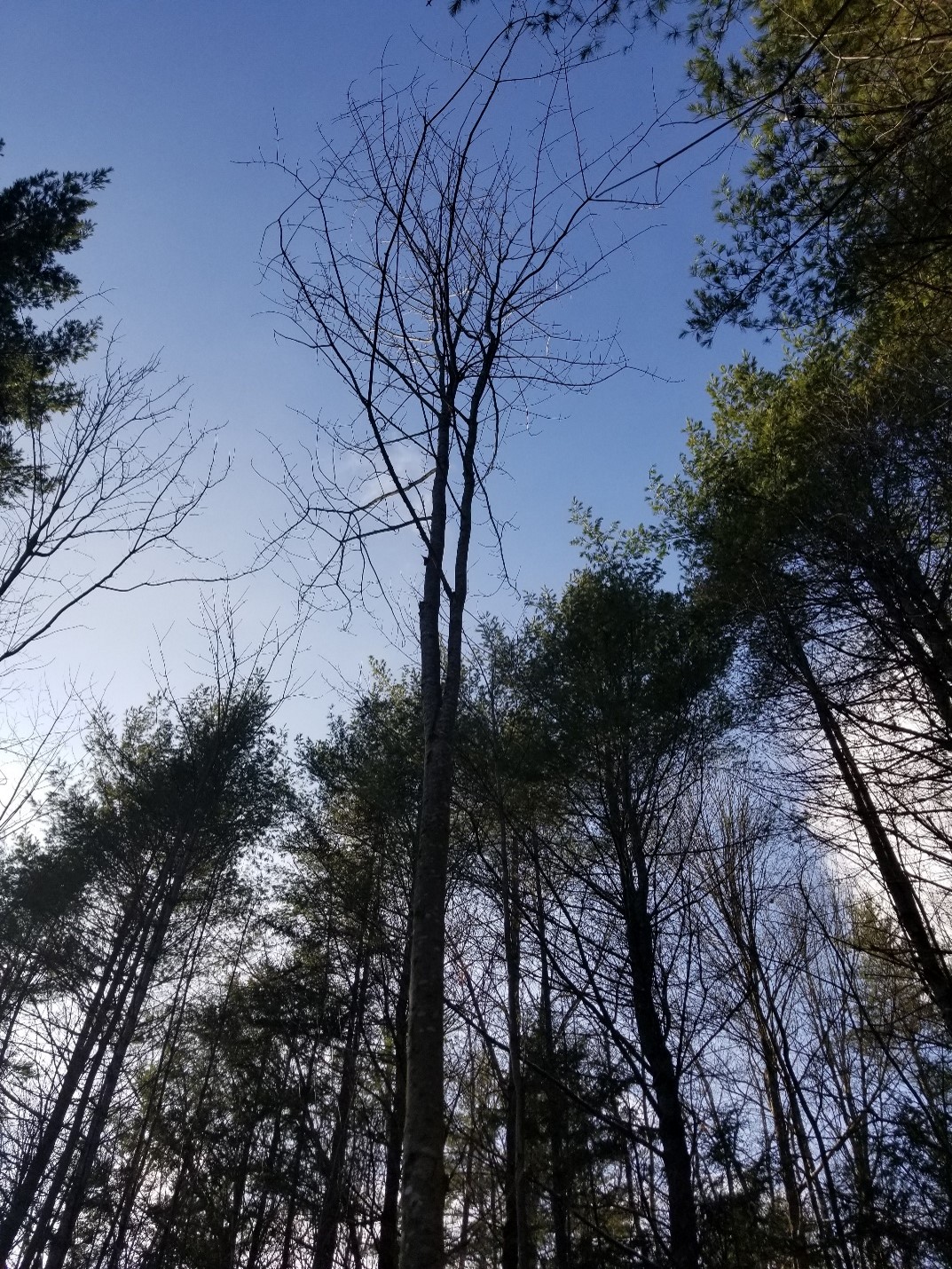 Red maple crop tree released on four sides(© 2023 University of New Hampshire, by Jim Frohn, UNH Extension)