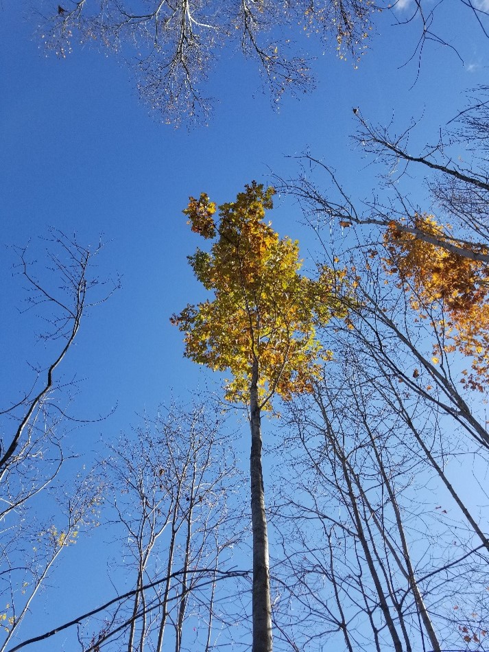 Red oak crop tree released on 3 sides copyright University of New Hampshire, Photo credit Jim Frohn, UNH Extension
