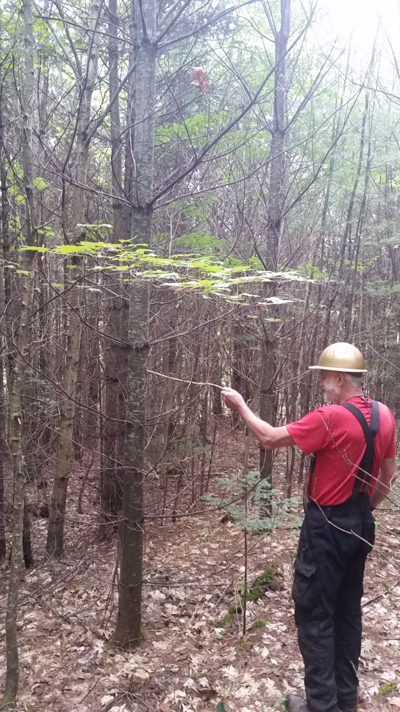 White pine stand before crop tree release (© 2023 University of New Hampshire, by Jim Frohn, UNH Extension)