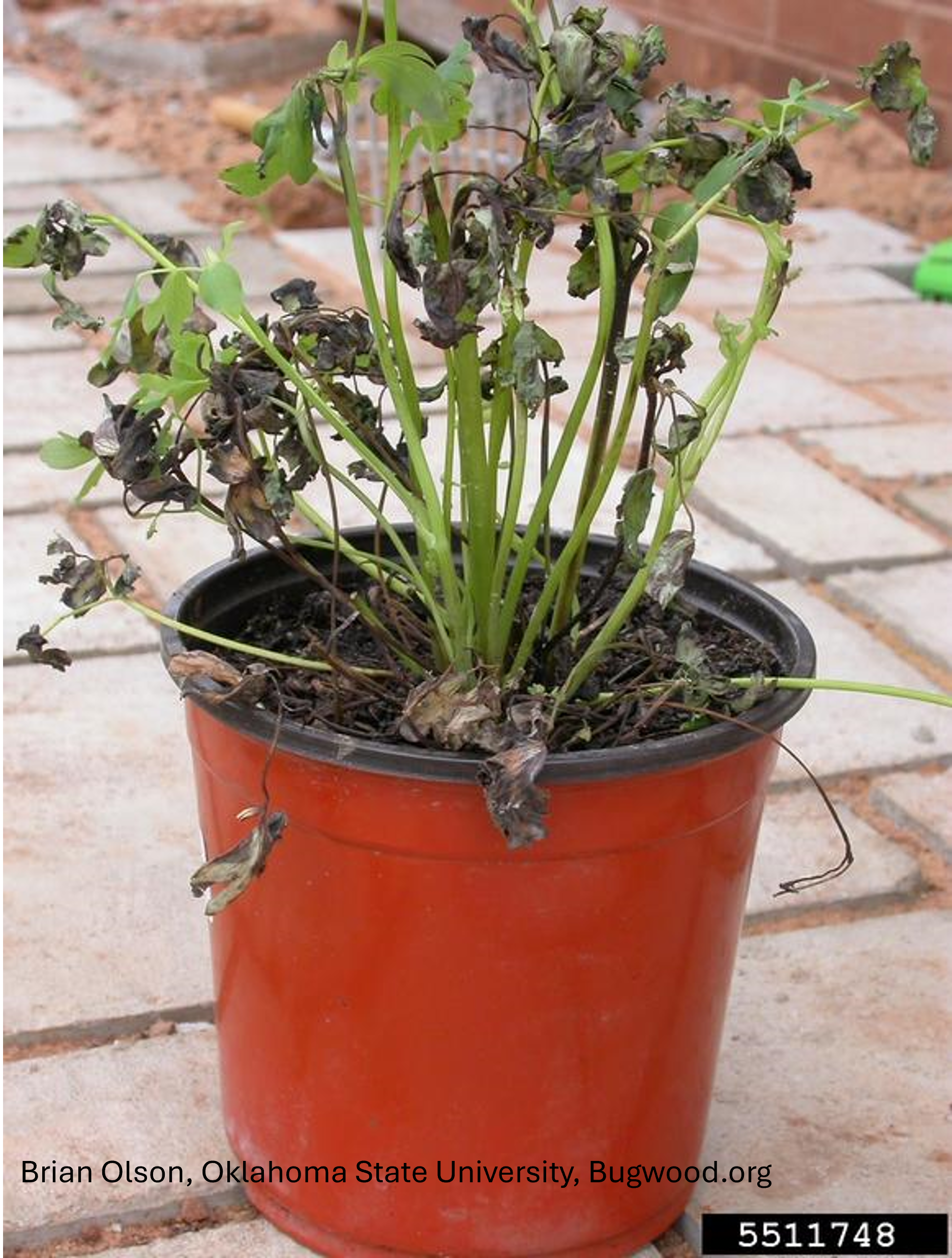 Bacterial Leaf Spots: Diagnosis and Management