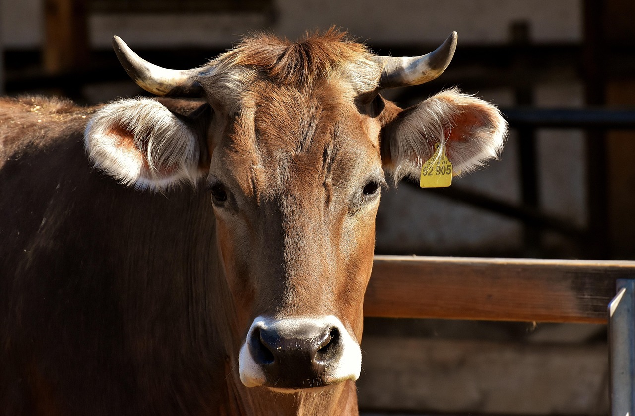 Mastering Body Condition Scoring: A Workshop for Cattle Owners 