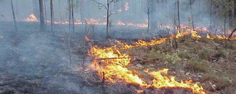 fire in the woods