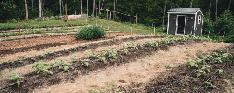 Small garden with a shed and irrigation