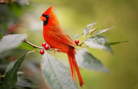 Northern Cardinal