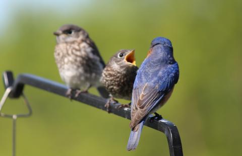 Blue bird feeding fledglings on a branch