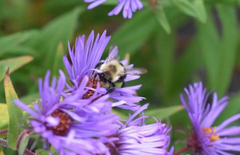 bumble bee