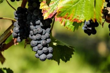 grapes on the vine