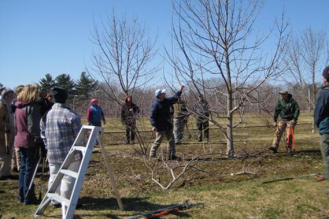 people looking at a tree