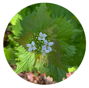 Garlic Mustard Flowers